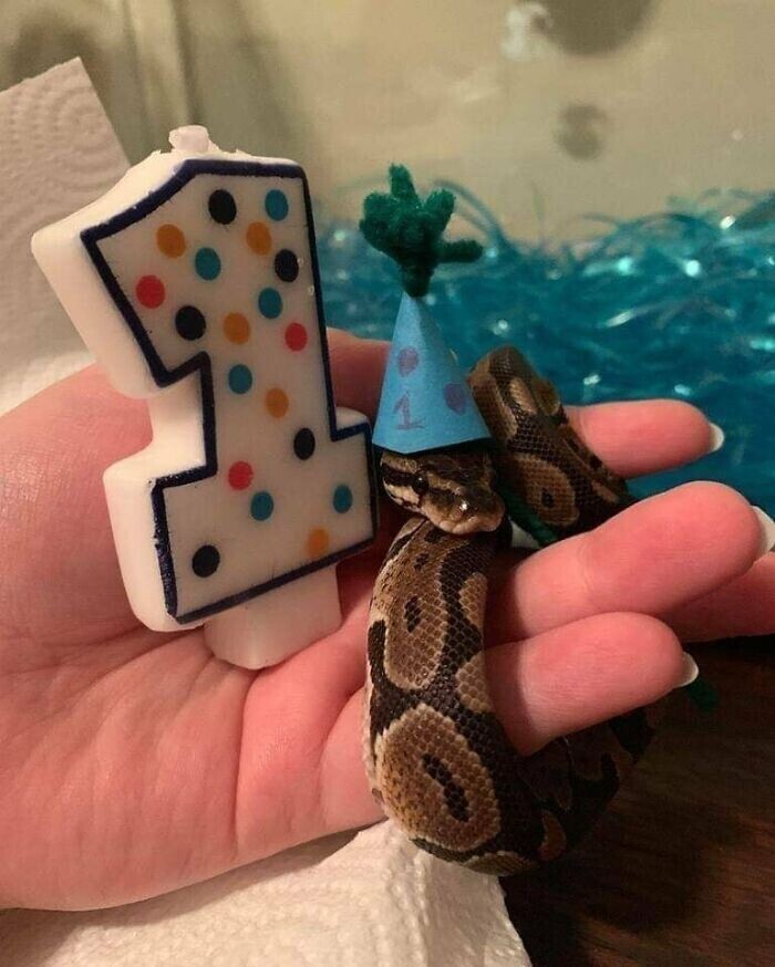 С днем рождения, змейка