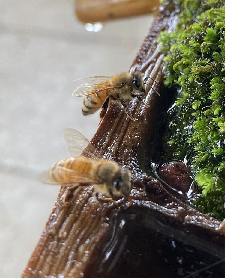 Японский храм возвёл необычную "станцию" для пчёл