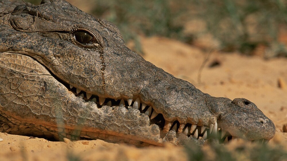 1. Крокодилы действительно "плачут". Но не от боли или депрессии, как полагают некоторые. Слезы появляются из-за воздуха, попавшего в их пазухи после поедания добычи. Слезная жидкость также выводит из их организма соль