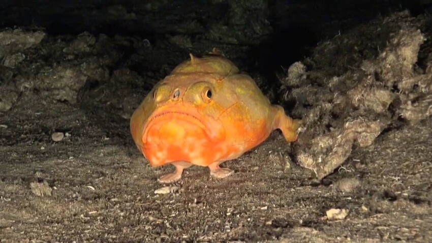 19. У рыбы хаунакс (Chaunax pictus) есть лапки. Они живут глубоко на дне океана, и имеют плавники необычной формы, с помощью которых могут передвигаться по дну