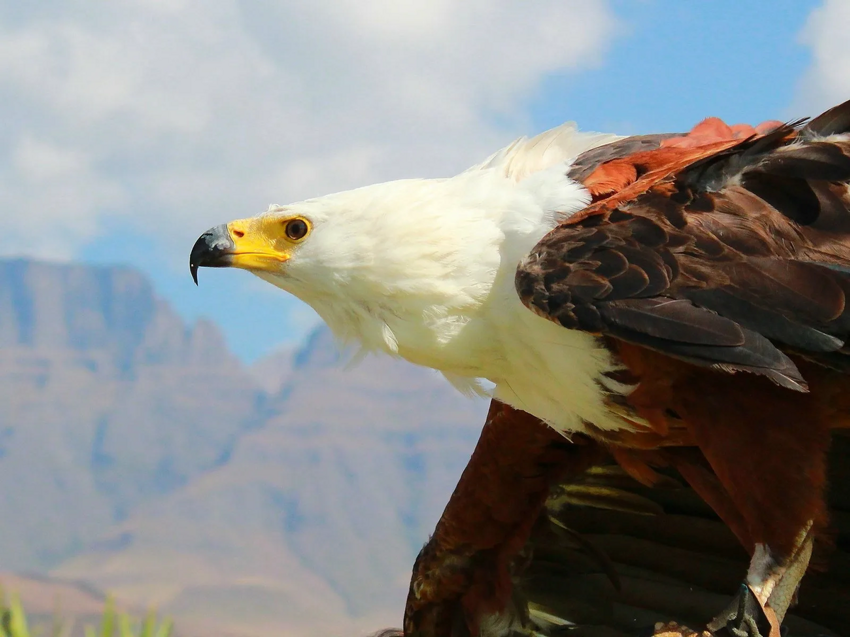Африканский орлан-крикун: Настоящий красавчик, символ Африки. Птица, которой даже не нужно стараться, чтобы быть лучше всех