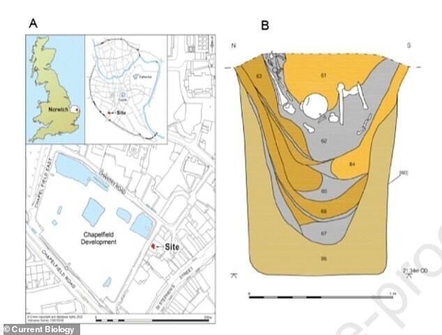 Останки были обнаружены строителями в 2004 году на дне колодца Чапелфилд в Норидже (А). На рис. B показан вертикальный разрез ствола скважины с западной стороны