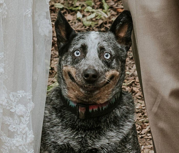 Свадебный фотограф показала "фотобомбу" с собакой