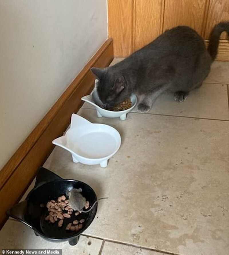 "Кошка-пацифист" разделила свой обед с мышкой