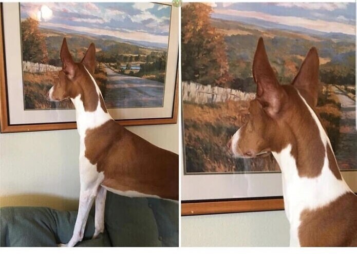 "Мой пёс думает, что это - окно"