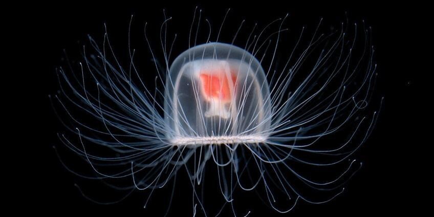 Ученые с помощью "бессмертной" медузы решили обратить вспять старение людей
