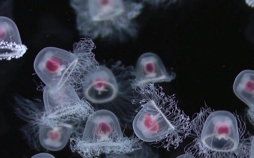 Ученые с помощью "бессмертной" медузы решили обратить вспять старение людей