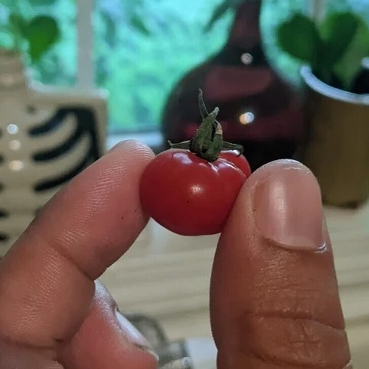 В этом году урожай помидоров не задался