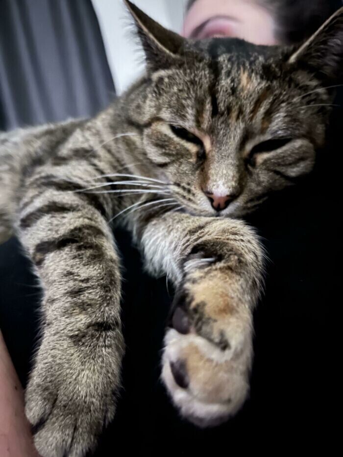 Кот, благодарный за спасение, спит рядом с новой хозяйкой
