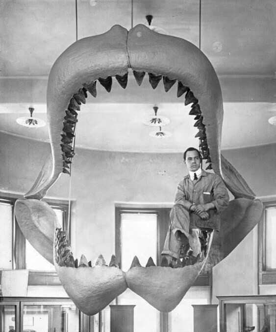 Челюсти акулы Мегалодон, США, 1929 год. Челюсти акулы Мегалодон, США, 1929 год