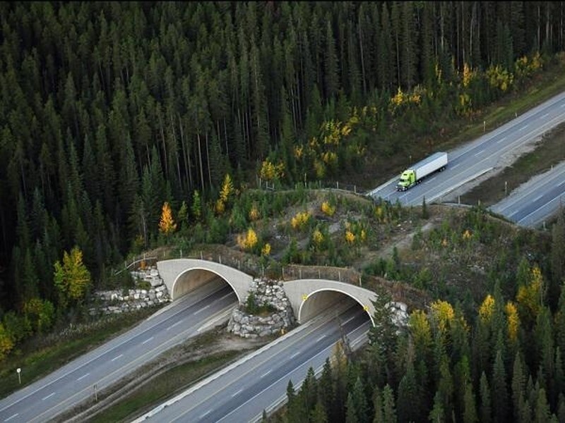 14. Мост для животных в Канаде, чтобы они могли переходить шоссе, не беспокоясь о машинах