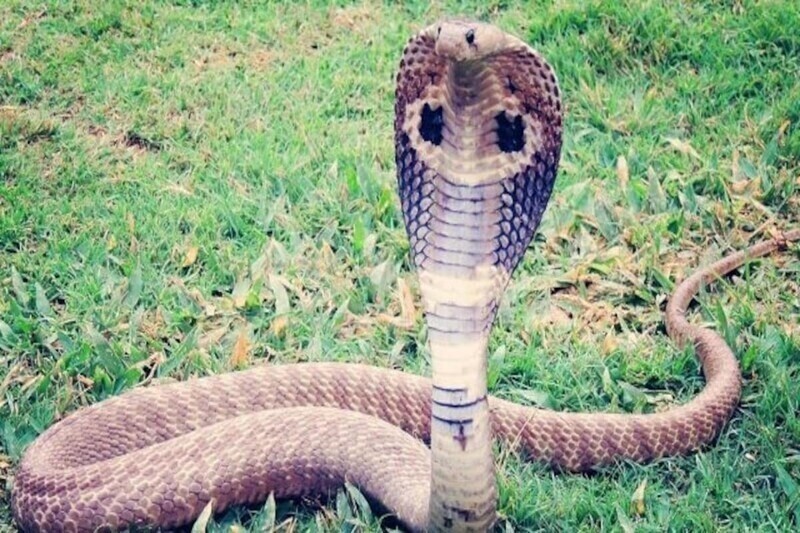 Пока индианка спала в саду, на неё заползла кобра