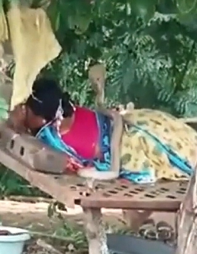 Пока индианка спала в саду, на неё заползла кобра