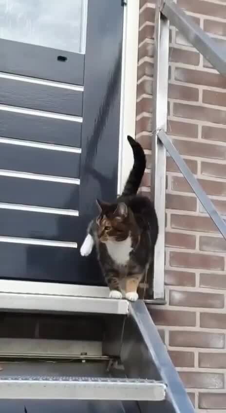 отворяйте поскорее кошке дверь 