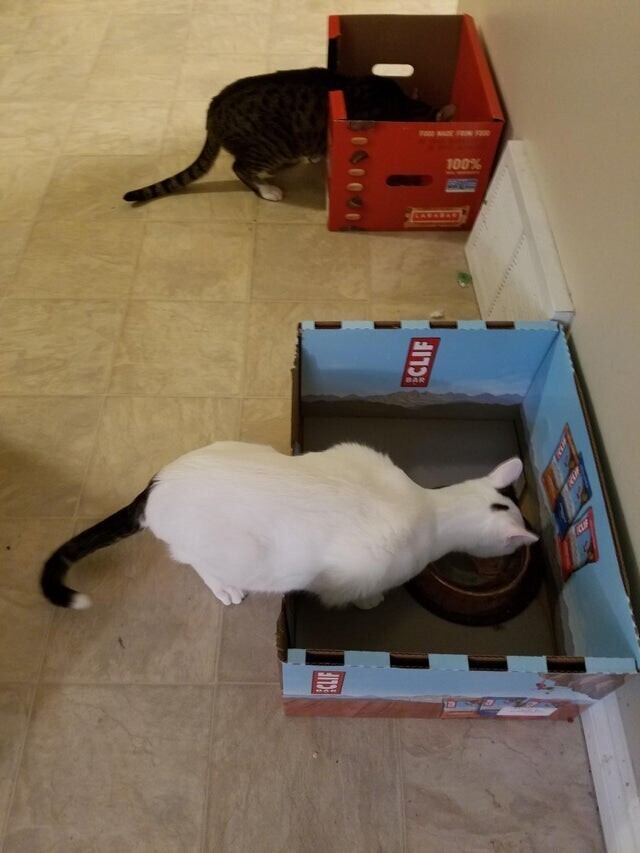 Мои кошки постоянно соперничали из-за еды. Теперь они могут спокойно есть