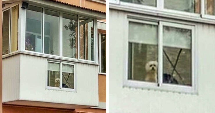 Сосед сделал специальное окно на балконе для своего маленького пса
