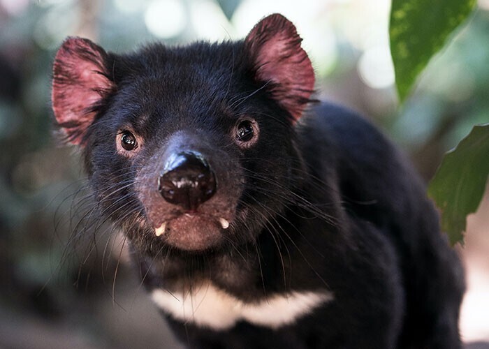 Тасманийские дьяволы могут родить 20-30 детенышей, но выживают из них не более четырёх - те, что успели прикрепиться к четырём соскам в сумке. Всех остальных детенышей мать съедает