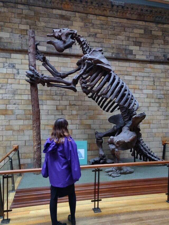 Скелет вымершего гигантского наземного ленивца