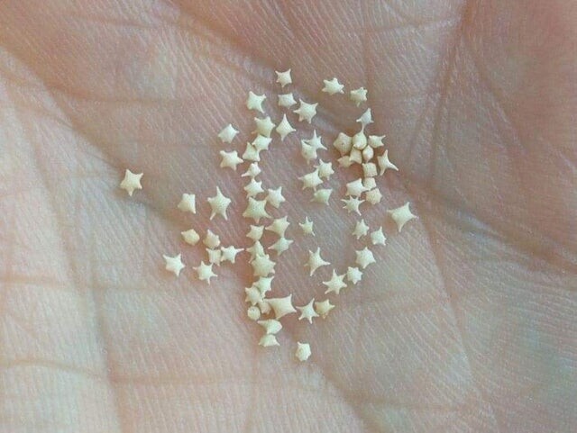 Морское дно на Окинаве, Япония, содержит тысячи крошечных "звездочек". Эти "песчинки" на самом деле являются экзоскелетами морских простейших, которые жили на дне океана 550 миллионов лет назад