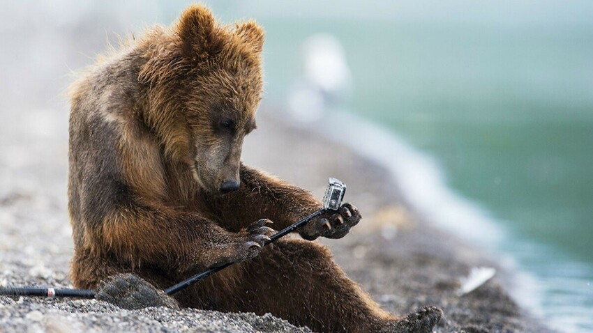 Почему на Камчатке живут самые общительные в мире медведи