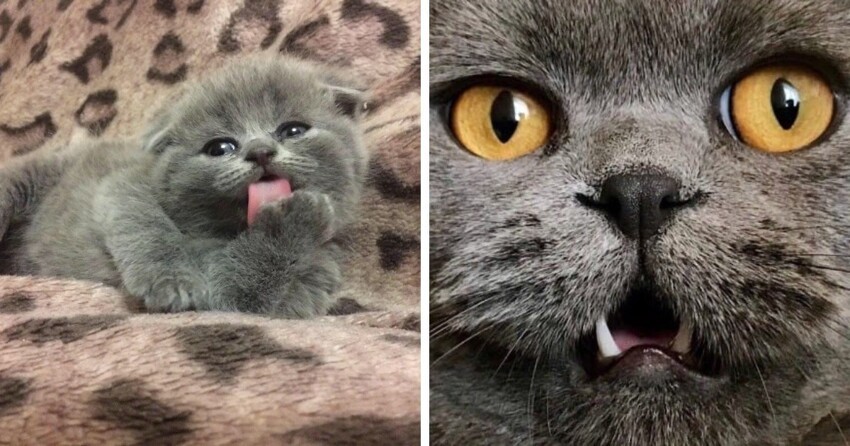 17 котят, доказавших, что даже из маленького заморыша можно превратиться в прекрасного кота королевских кровей