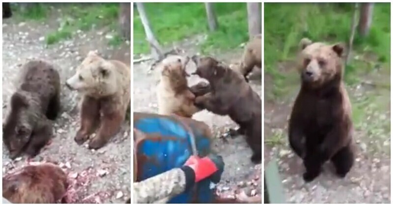 "Здарова, корефан": мужчины подкармливают медведей в лесу
