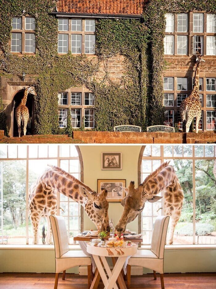 3. Giraffe Manor (Усадьба жирафов), Кения