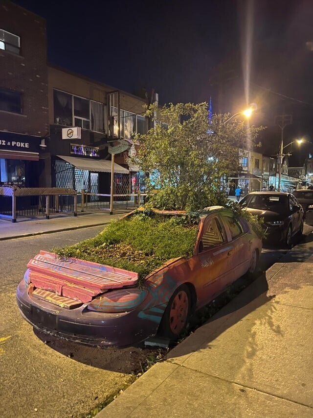 Я увидел на улице полностью заросший растениями автомобиль