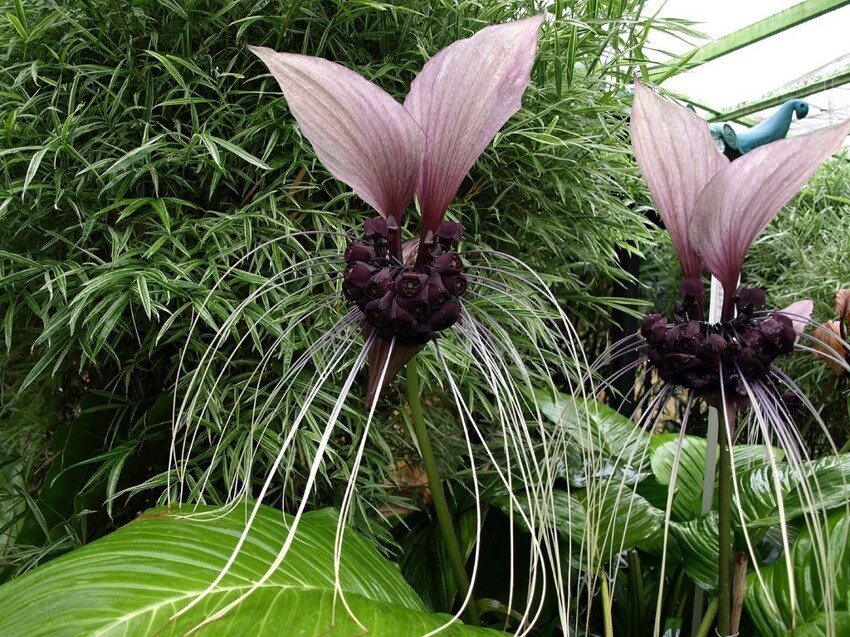 Загадочная природа: малоизвестные растения, способные удивить своим внешним видом