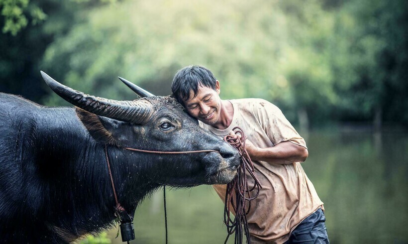 Как буйволы стали национальным символом Индонезии
