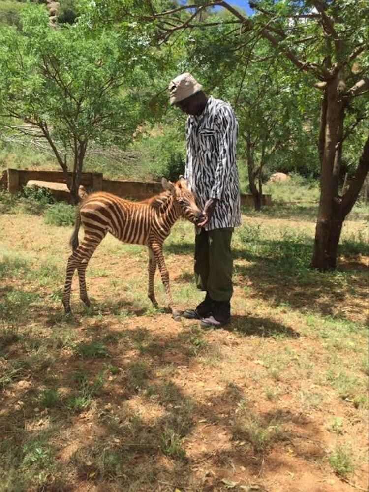 Как спасти осиротевшую зебру, притворившись ее сородичем