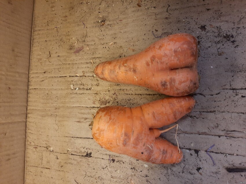 Эти две морковки случайно остались одни в коробке