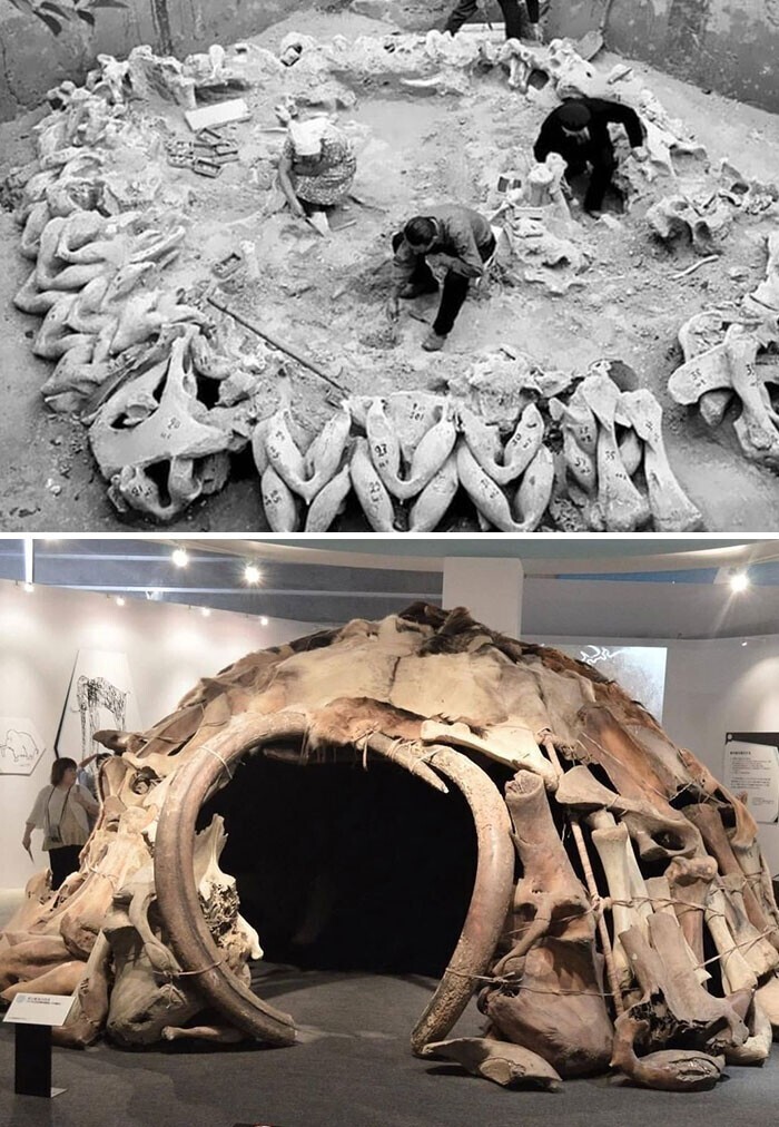Хижина из костей мамонта, кроманьонец, Межирич, Украина, 15000 лет до нашей эры