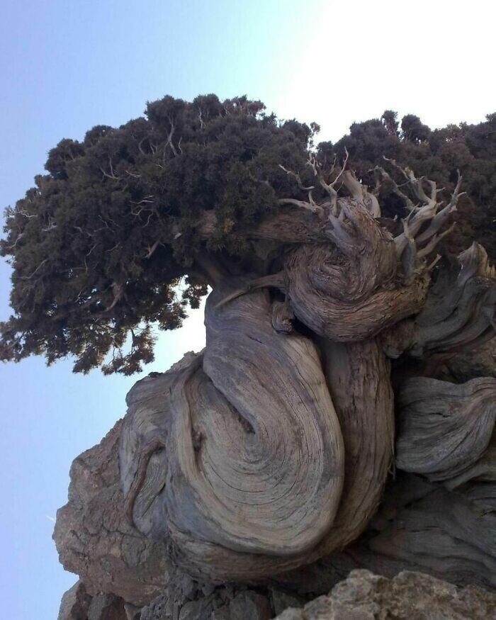 4852-летний древний горный кипарис в национальном парке Тандури, Иран