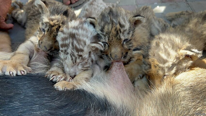 В Мариупольском зоопарке родились тигрята