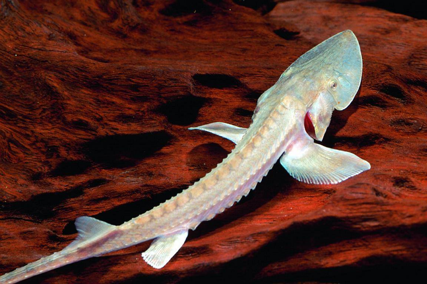 Амударьинский лжелопатонос: «Рыба-пришелец» из мутных вод Азии. Скоро вид действительно покинет Землю — исчезнет вместе с рекой, где живёт