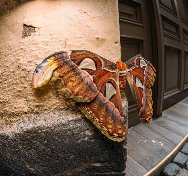 Большая бабочка, которую заметили в Стокгольме, Швеция