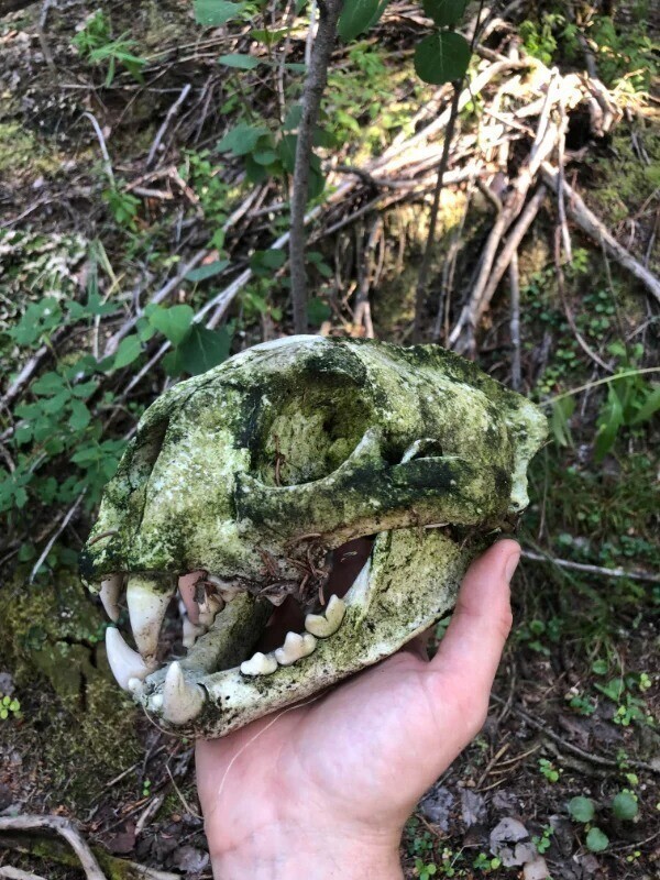 Череп пумы, найденный в лесу