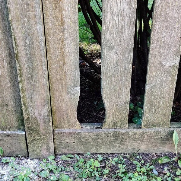 "Целые поколения зайцев используют эту дыру в заборе моего соседа"