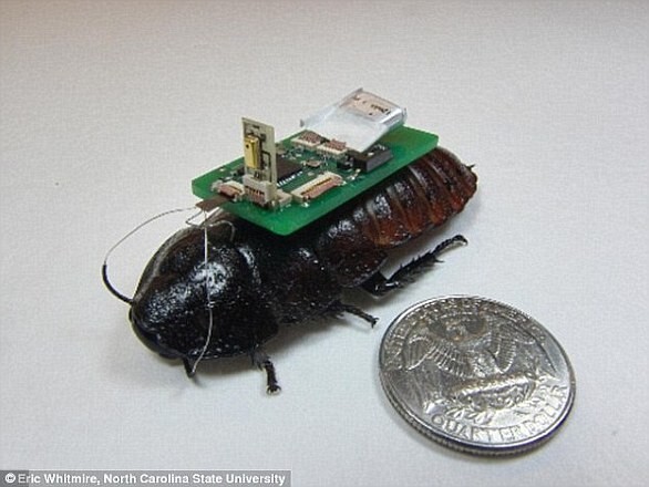 Ученые создали таракана-киборга на солнечных батареях и с дистанционным управлением