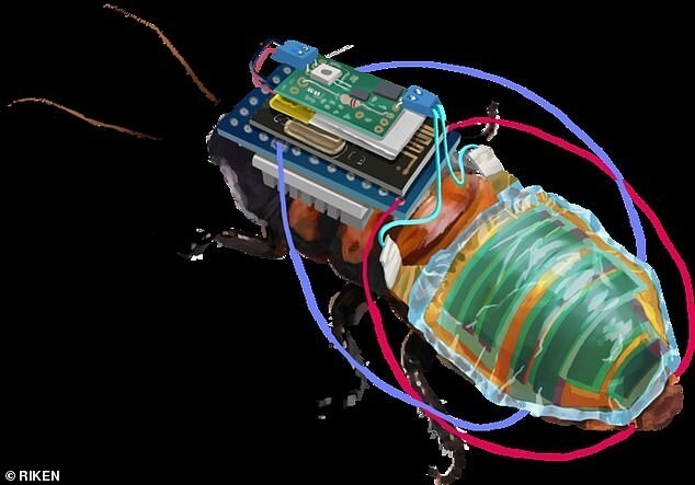 Ученые создали таракана-киборга на солнечных батареях и с дистанционным управлением