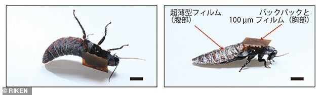 Ученые создали таракана-киборга на солнечных батареях и с дистанционным управлением
