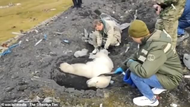 На Диксоне нашли белого медведя с множественными огнестрельными ранениями