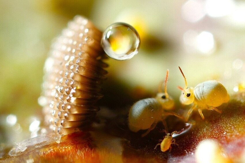 Коллемболы: Эти миллиметровые существа — основа пищевых цепей большинства экосистем. Они даже примитивнее насекомых. Кто же они?