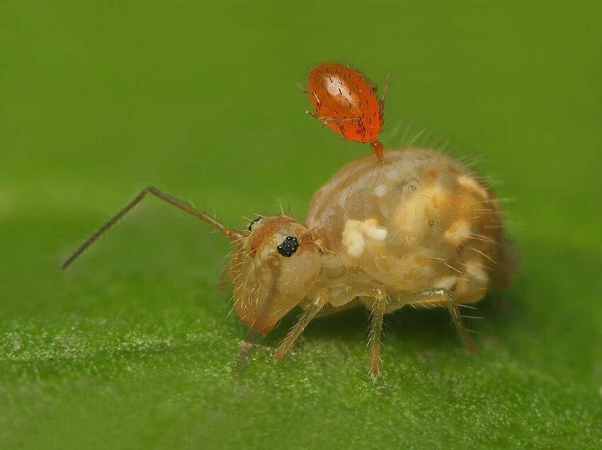 Коллемболы: Эти миллиметровые существа — основа пищевых цепей большинства экосистем. Они даже примитивнее насекомых. Кто же они?