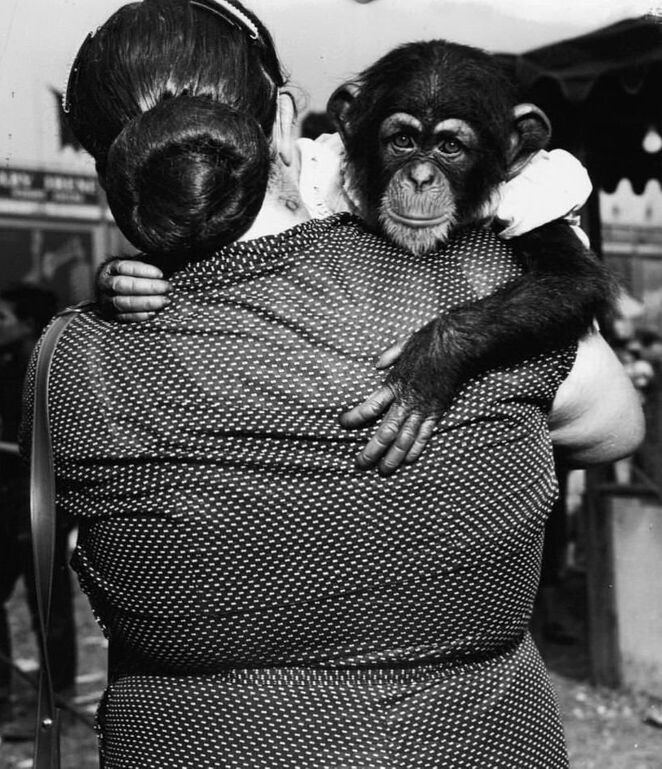 Женщина держит шимпанзе во время съемок фильма «Тарзан в опасности».