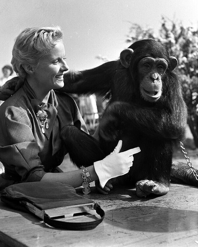 Энн Тодд с шимпанзе