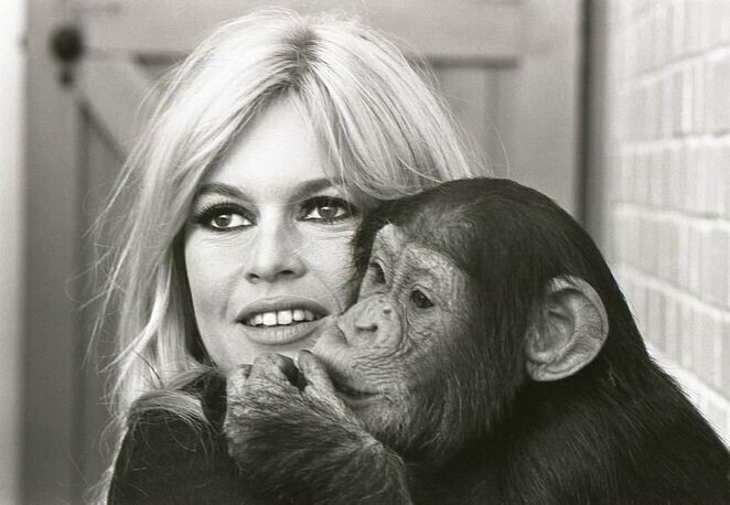 Брижитт Бардо с шимпанзе