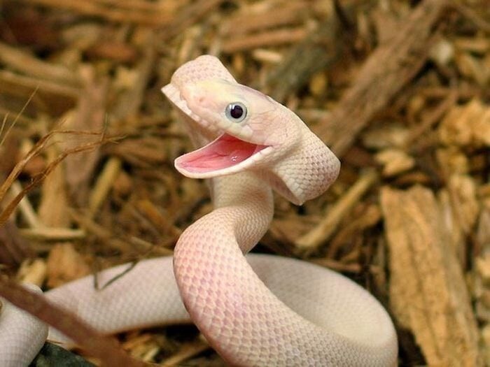 Змеи, которые своим очарованием развеивают миф о том, что они — жуткие существа