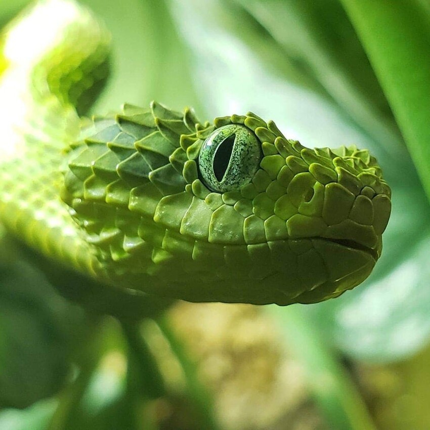 Змеи, которые своим очарованием развеивают миф о том, что они — жуткие существа